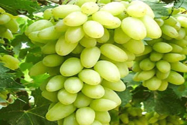 نهال انگور لعل حسینی